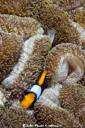 Anemonefish - Amphiprion chrysopterus by João Paulo Krajewski 